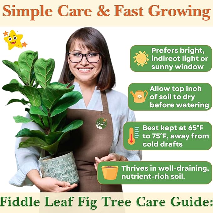 Dr. Lu’s Organic Fiddle Leaf Fig Tree | Easy Plant, Air Purifying Indoor Plants | Popular Modern Room Decor | Live House Plants, Ficus Lyrata, 8-10 Inches Tall in Nursery Pot