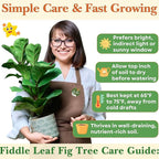 Dr. Lu’s Organic Fiddle Leaf Fig Tree | Easy Plant, Air Purifying Indoor Plants | Popular Modern Room Decor | Live House Plants, Ficus Lyrata, 8-10 Inches Tall in Nursery Pot