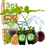 Purple Possum Passion Fruit Vine Live Plant – Passiflora edulis by Wellspring Gardens – Sweet, Aromatic Fruit – Fast-Growing & Self-Pollinating – Great for Fences, Trellises & Containers (2-Pack)