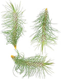 ragnaroc Air Plants - Colombian Tillandsia Funckiana, Large 5" - 3ct - Live Arrival Guaranteed - House Plants for Home Decor & Gift