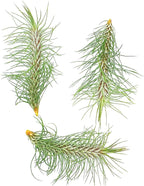 ragnaroc Air Plants - Colombian Tillandsia Funckiana, Large 5" - 3ct - Live Arrival Guaranteed - House Plants for Home Decor & Gift