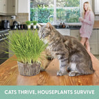 Cat Grass Growing Kit -Organic Seed, Soil and BPA Free containers (Non GMO). All of Our Seed is Locally sourced! (1 Pack)
