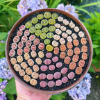 Sprout N Green Rare Lithops Collection, Living Stone Plant Fully Rooted in 4" Pot, Cute Potted Succulents Houseplant Pebble Plant, Great for Terrarium Arrangement, DIY Project