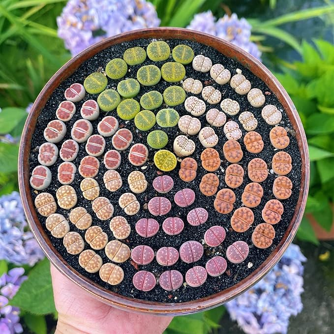 Sprout N Green Rare Lithops Collection, Living Stone Plant Fully Rooted in 4" Pot, Cute Potted Succulents Houseplant Pebble Plant, Great for Terrarium Arrangement, DIY Project