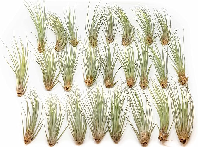 25 Pack of Large Juncea Air Plants 8 to 10 Inches - Live Succulent House Plants - Available in Wholesale and Bulk - Home and Garden Decor - Easy Care Indoor & Outdoor Air Plant
