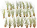 25 Pack of Large Juncea Air Plants 8 to 10 Inches - Live Succulent House Plants - Available in Wholesale and Bulk - Home and Garden Decor - Easy Care Indoor & Outdoor Air Plant