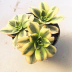 Aeonium Sunburst Succulent Rare Tri-Color Rosette – Variegated Live Plant in 4" Pot, Easy Care Drought-Tolerant Succulent, Indoor/Outdoor Patio Plant, Colorful Variegated Aeonium