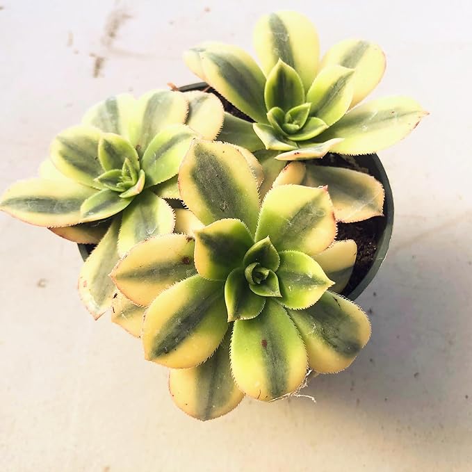 Aeonium Sunburst Succulent Rare Tri-Color Rosette – Variegated Live Plant in 4" Pot, Easy Care Drought-Tolerant Succulent, Indoor/Outdoor Patio Plant, Colorful Variegated Aeonium