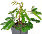 Mimosa pudica, Sensitive Plant, Touch-Me-Not, Bashful, Houseplant, Live Flowering Perennial with Foliage that Moves When Touched or Brushed, Cnt Sz: 3"