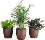Thorsen's Greenhouse Live Pet Friendly Indoor Houseplants, Live Plants, Safe for Pets, 4" Diameter Pot, 3-Pack (Copper)