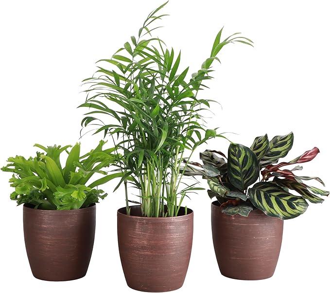 Thorsen's Greenhouse Live Pet Friendly Indoor Houseplants, Live Plants, Safe for Pets, 4" Diameter Pot, 3-Pack (Copper)