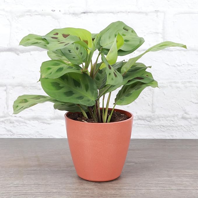Thorsen's Greenhouse Green Prayer Plant, Live Indoor Plant, Pet Friendly, Uncommon Houseplant, Green Maranta, Easy to Grow, 4" Diameter Pot (Terra Cotta)