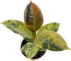 Ficus Shivereana Moonshine Live Potted House Plant, Air Purifying, Green, Orange, Yellow Color, 4 Inch Pot, Indoor