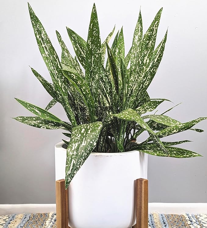 1.5 Gal Tokyo Skies Aspidistra - Variegated Cast Iron Plant
