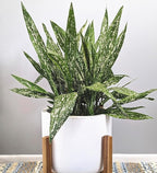 1.5 Gal Tokyo Skies Aspidistra - Variegated Cast Iron Plant
