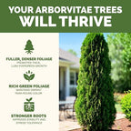 Arborvitae Tree Fertilizer – Liquid Plant Food for Fuller Green Foliage, Faster Growth & Stronger Root Development, 1 Gallon