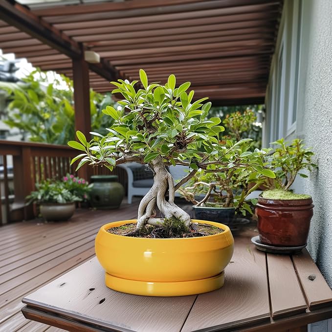 Ceramic Bonsai Pots - 13 Inch Large Succulent Pots with Drainage Hole and Saucer, Bonsai Planter for Indoor Outdoor, Round Shallow Bowl Planter, Garden House Decor, Plant Lover Gifts, Yellow