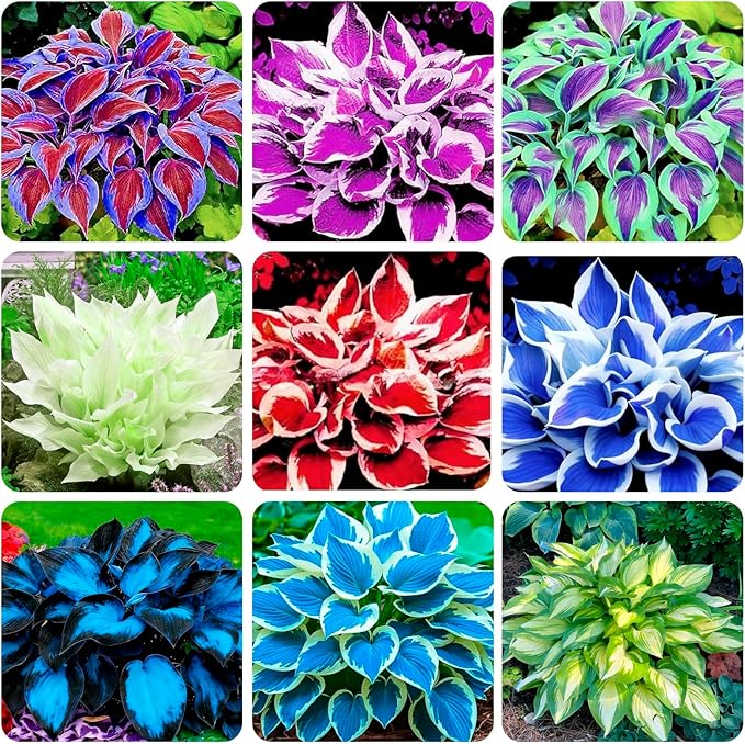 100+ Seeds Perennial Hosta Flower Seed for Planting Outdoors Garden Home Beauties