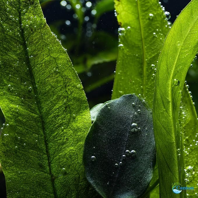 Assorted Mixed Plant Bundle - Live Aquarium Plant - Freshwater - Low | Medium | High Light