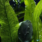 Assorted Mixed Plant Bundle - Live Aquarium Plant - Freshwater - Low | Medium | High Light