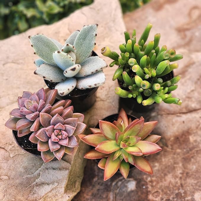 Altman Plants, Live Succulents Plants Live Houseplants (4PK), Succulent Plant Lover Gifts, Live Indoor Plants in Potting Soil, Live Plants Indoor Cactus Plants Live Succulent Plants Live House Plants