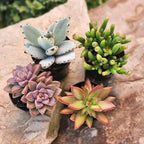 Altman Plants, Live Succulents Plants Live Houseplants (4PK), Succulent Plant Lover Gifts, Live Indoor Plants in Potting Soil, Live Plants Indoor Cactus Plants Live Succulent Plants Live House Plants