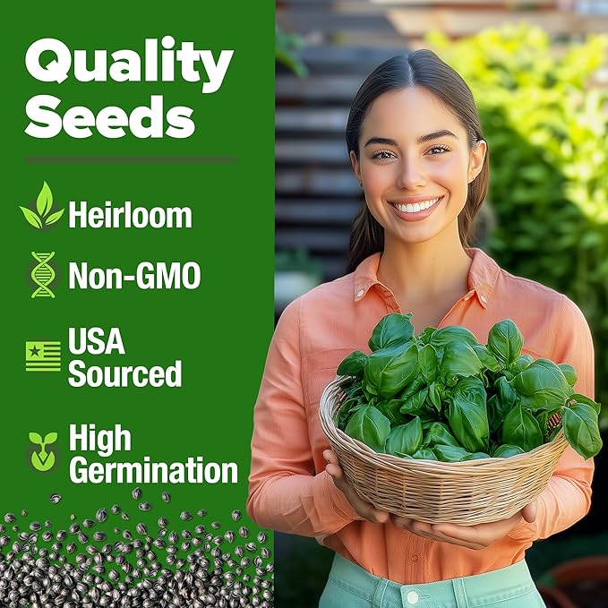 HOME GROWN Non GMO Italian Basil Seeds Bulk Pack 1,424 Sweet Large Leaf Basil Seeds for Planting and Heirloom Herb Seeds for Planting Indoors or Outdoors (Ocimum basilicum)