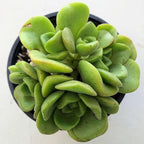 Blissful Aeonium Emerald Ice Succulent – Variegated Green & White Rosettes, Drought Tolerant, Easy Care Indoor/Outdoor Plant, Colorful Home & Garden Décor (Lilypad, 4" Pot)