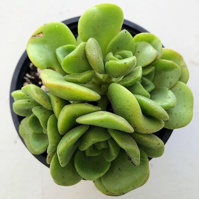 Blissful Aeonium Emerald Ice Succulent – Variegated Green & White Rosettes, Drought Tolerant, Easy Care Indoor/Outdoor Plant, Colorful Home & Garden Décor (Lilypad, 4" Pot)