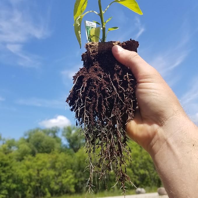 Daniel's Plants 3" Naked Pots | Natural Plantable Seed Starter Pots | OMRI-Listed Biodegradable for Seedlings | Enhanced Drainage & Aeration | Earth Friendly - Peat Free (3 Inch Round - 60 Pack)