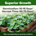 HOME GROWN Non GMO Common Mint Seeds (Bulk Pack) 1,800 Heirloom Herb Seeds, USA Sourced | Ideal for Planting Outdoors or Indoors for a Fresh Mint Tea Garden (Mentha spp)