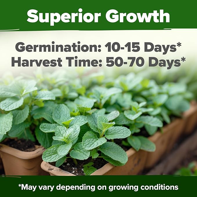 HOME GROWN Premium Common Mint Seeds (Bulk Pack) 3,600 Heirloom Herb Seeds, USA Sourced | Ideal for Planting Outdoors or Indoors for a Fresh Mint Tea Garden (Mentha spp)