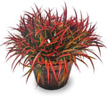 12 Bundles Fake Fall Outdoor Plants Artificial Grass Fall Stems Faux Plastic Fall Shrubs for Home Garden Pathway Window Box Front Porch Cemetery Fall Decor, Autumn Red