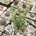 Ruschia perfoliata Cacti Cactus Succulent Real Live Plant