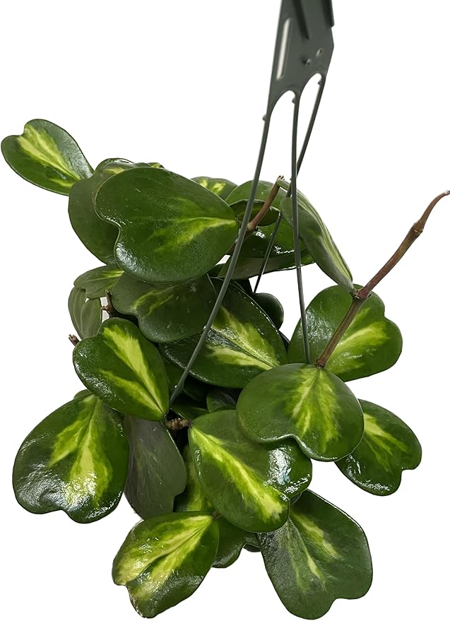 Inner Variegated Hoya Kerrii - Hoya Plants Live Houseplant - Live Hoya Plant - Rverse Variegated Hoya Kerrii - Plant Gift - Air Purifying Plant (Mulriple Plants with Many Leaves, 6" Hanging Pot)