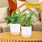 Costa Farms Live Pothos Plants in Decorative Pots, Easy to Maintain Vining Plant, Air Purifying Indoor Houseplants, Room or Office Decor, House Warming Gift, 12-14 Inches Tall, Pack of 2