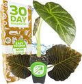 Regal Shields Elephant Ear Live Tropical Plant - Alocasia Variety - Starter Plants by Wellspring Gardens - Lush Indoor Houseplants for Home or Office Decor - Vibrant Living Room Plants