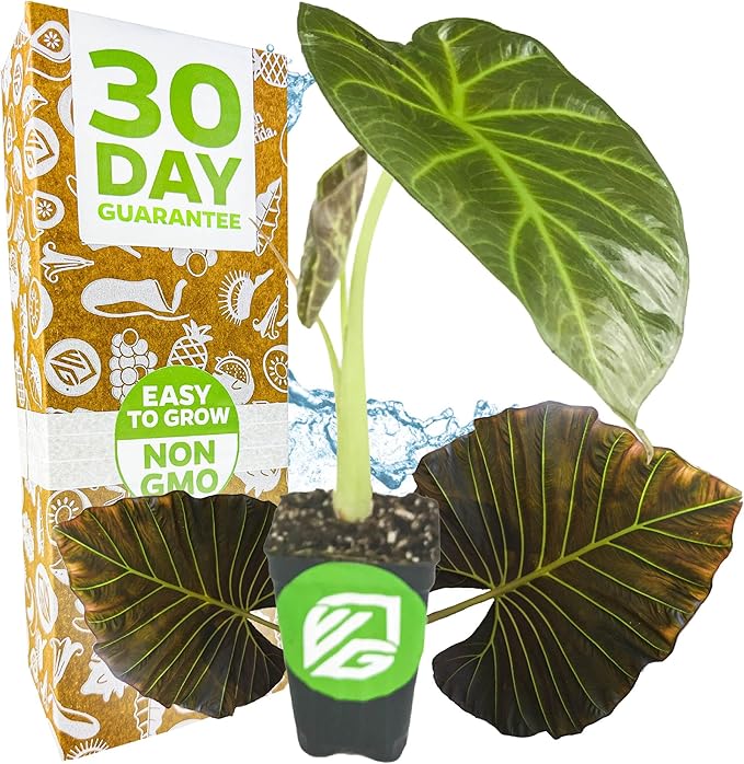 Regal Shields Elephant Ear Live Tropical Plant - Alocasia Variety - Starter Plants by Wellspring Gardens - Lush Indoor Houseplants for Home or Office Decor - Vibrant Living Room Plants