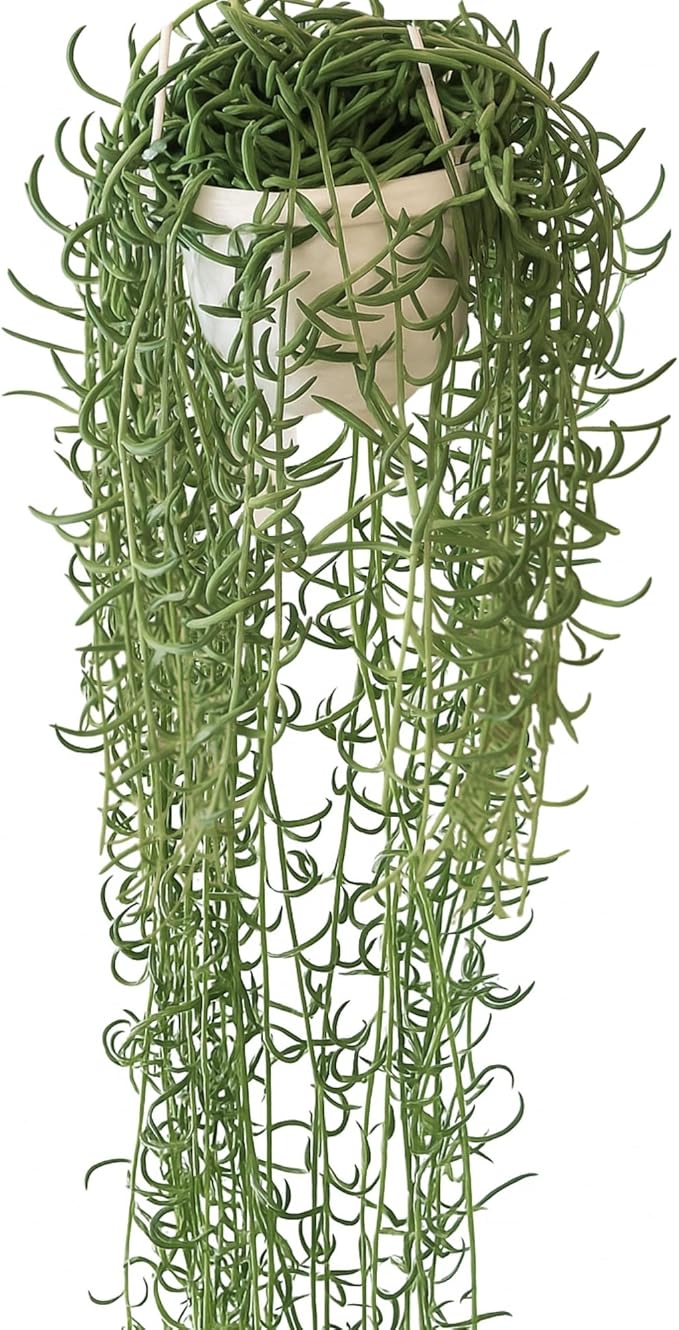 String of Fish Hooks Plant – Live 6” Hanging Basket Curio Radicans Succulent with Trailing Fishhook Leaves | Easy-Care Indoor/Outdoor Houseplant for Home, Garden or Patio Decor (Heat Pack Included)