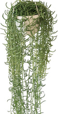 String of Fish Hooks Plant – Live 6” Hanging Basket Curio Radicans Succulent with Trailing Fishhook Leaves | Easy-Care Indoor/Outdoor Houseplant for Home, Garden or Patio Decor (Heat Pack Included)