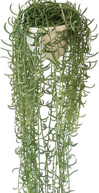String of Fish Hooks Plant – Live 6” Hanging Basket Curio Radicans Succulent with Trailing Fishhook Leaves | Easy-Care Indoor/Outdoor Houseplant for Home, Garden or Patio Decor (Heat Pack Included)