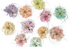 Coral Colorful Tillandsia Air Plants - Long Lasting Color Enhanced Live Tillandsia Succulent House Plants - Home and Garden Decor - Easy Care Indoor/Outdoor Plants (Mini Xerographica, Pack of 3)