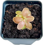 Live Pinguicula Fumiko Butterwort Carnivorous Plant, Pet-Safe, Unique Gift for Plant Lovers & Collectors. Succulent-Like Carnivore Plant.
