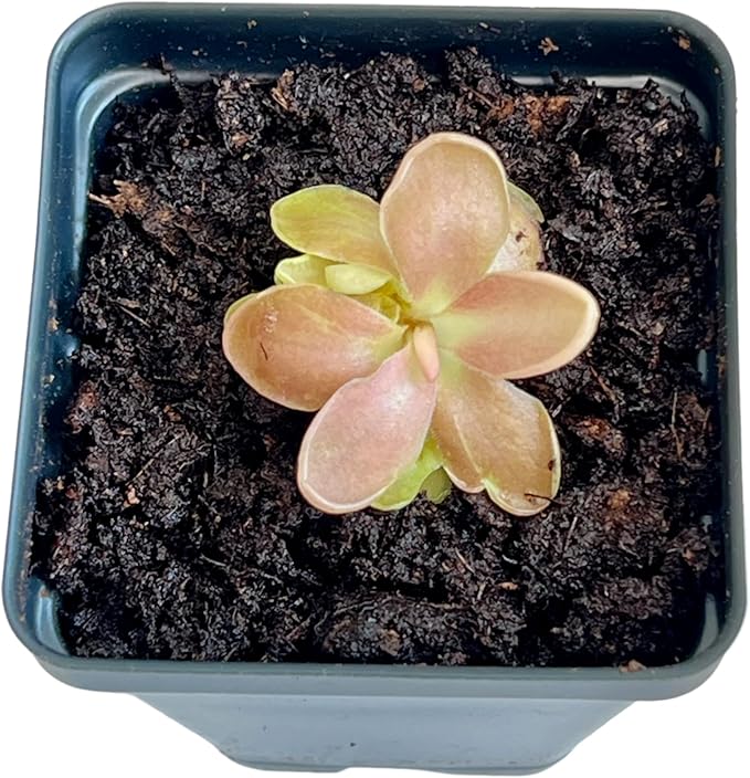 Live Pinguicula Fumiko Butterwort Carnivorous Plant, Pet-Safe, Unique Gift for Plant Lovers & Collectors. Succulent-Like Carnivore Plant.