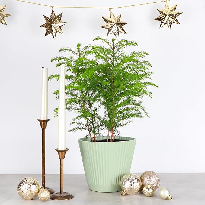 Thorsen's Greenhouse Live Norfolk Island Pine Plant, Christmas Greenery Gift or Decor, Air Purifying Premium Indoor Houseplant, Mature 4" Diameter Pot (Sage, 6-inch Pot)