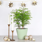 Thorsen's Greenhouse Live Norfolk Island Pine Plant, Christmas Greenery Gift or Decor, Air Purifying Premium Indoor Houseplant, Mature 4" Diameter Pot (Sage, 6-inch Pot)