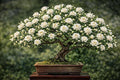Sweetbay Magnolia Bonsai Tree Plant for Growing - 12-18 Inches Tall Rooted Plant - Ready to Train, No Pot Included