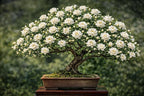 Sweetbay Magnolia Bonsai Tree Plant for Growing - 12-18 Inches Tall Rooted Plant - Ready to Train, No Pot Included