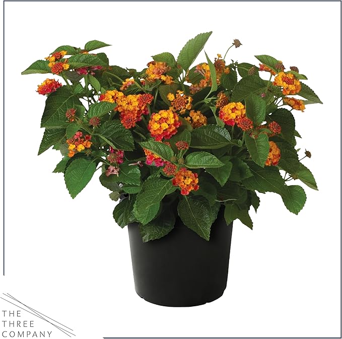 Live Flowering Lantana - Havana Red Sky (2 Plants Per Pack), Healthy Blooming Pollinator, 8" Tall by 5" Wide in 1 Qt Pot
