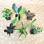 Easy to Grow Live Houseplants (12 Pack), Deluxe Collection of Assorted Air Purifying Indoor Plants, Peperomia, Spider Plants, Pothos, Easy Plant Care, 2 in Pots, Begonia, Croton
